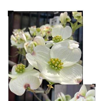 ハナミズキ（花水木）の画像 by manabeさん | お出かけ先とハナミズキ(白)とハナミズキ（花水木）とミズキ科と落葉高木