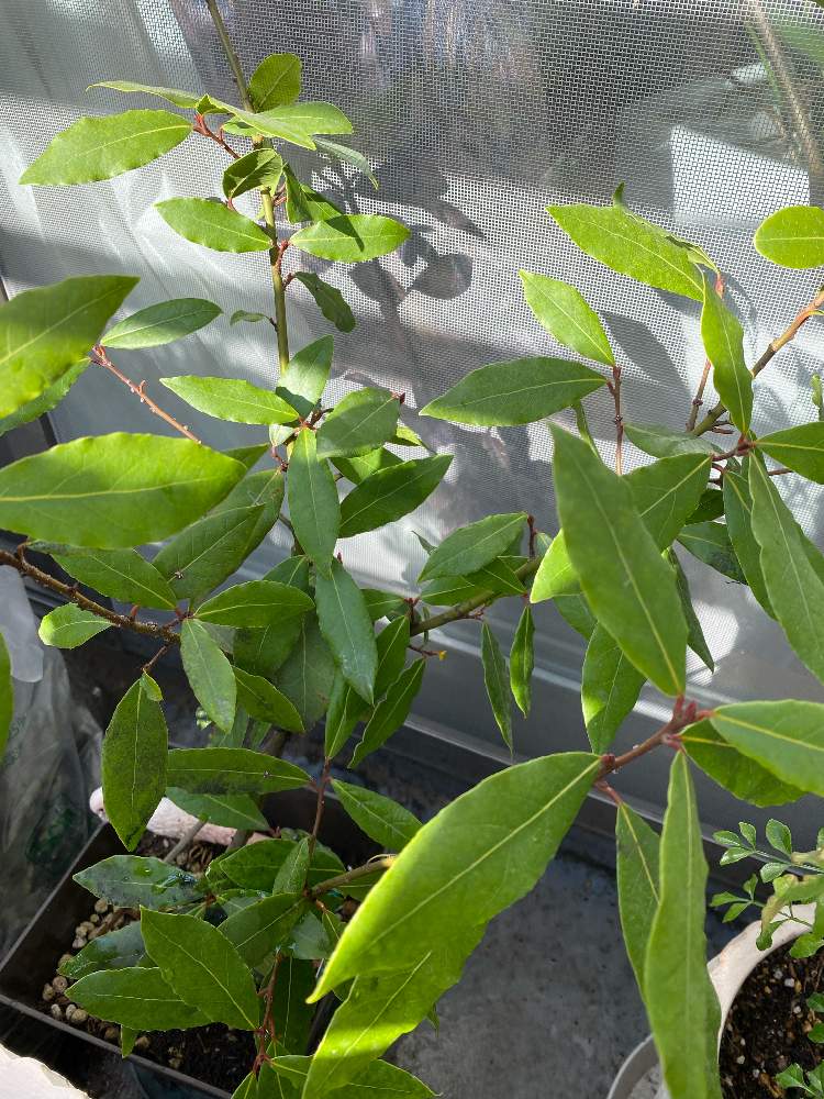 月桂樹 ローリエ の投稿画像 By タタミさん バルコニー ベランダと手作りオイルと観葉植物と100均エアープランツとおうち園芸と百均の鉢と水耕栽培と多肉女子とハーブとウンベラータ成長記録とテーブルフラワーとgreensnapmarcheと ウンベラータとフラワー