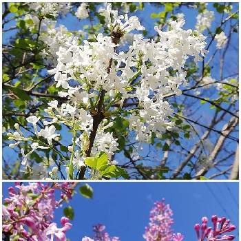 ライラックの花の画像 by こよー2ndさん | 散歩道とライラックの花とハッピーライラックとライラック(白花)とライラック(紫花)