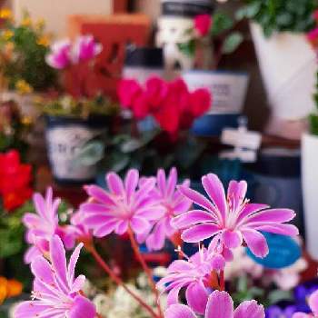 レウィシア大好きの画像 by モモさん | バルコニー/ベランダとレウイシアと花での癒しと可愛いなとレウィシア大好きとお花大好きとガーデニングと花のある暮らしと我が家の花