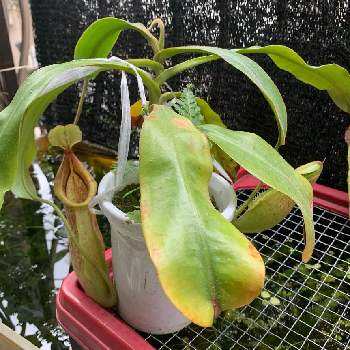 Nepenthes ウツボカズラの画像 by KAZUMAXさん | 食虫植物とネペンテス属とおうち園芸とDyerianaと食虫植物・ウツボカズラとNepenthes ウツボカズラと珍奇植物と熱帯植物