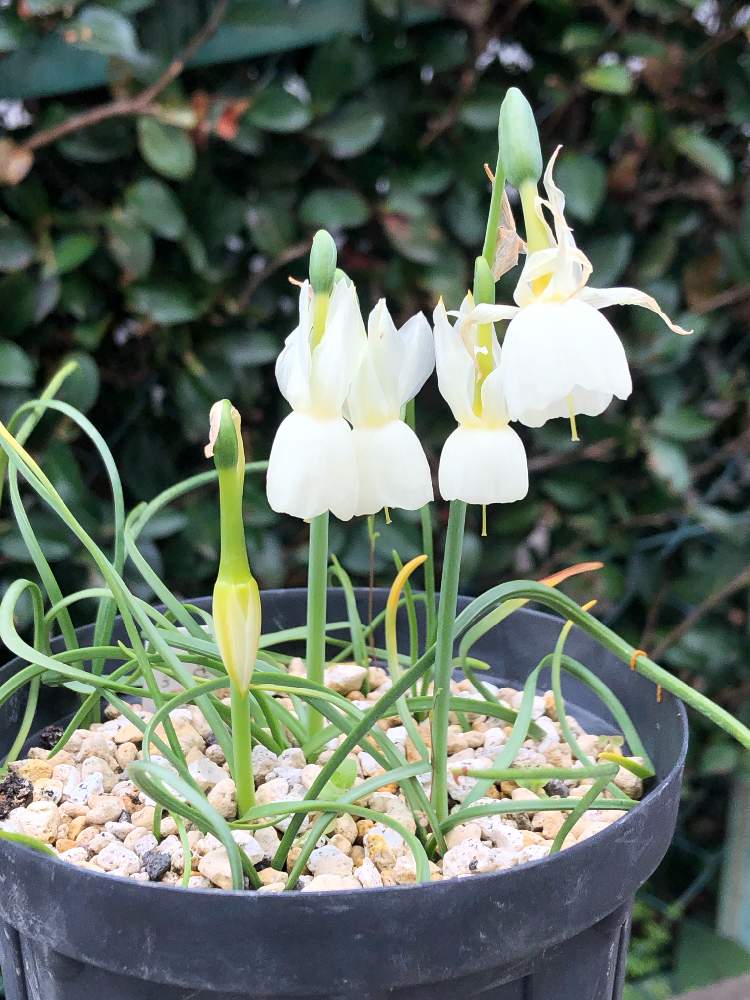 Narcissus Triandrusの投稿画像 By フクさん 原種スイセン トリアンドルスとnarcissus Triandrus Subsp Triandrus Var Loiseleuriiと小さな庭と球根植物と花のある暮らしと原種スイセンとおうち園芸と球根植物と花のある暮らしと 原種スイセンとおうち園芸 21月4月6日