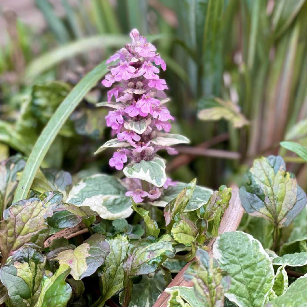 アジュガピンクライトニングの投稿画像 By まきぽんさん ガーデニング 21月4月6日 Greensnap グリーンスナップ