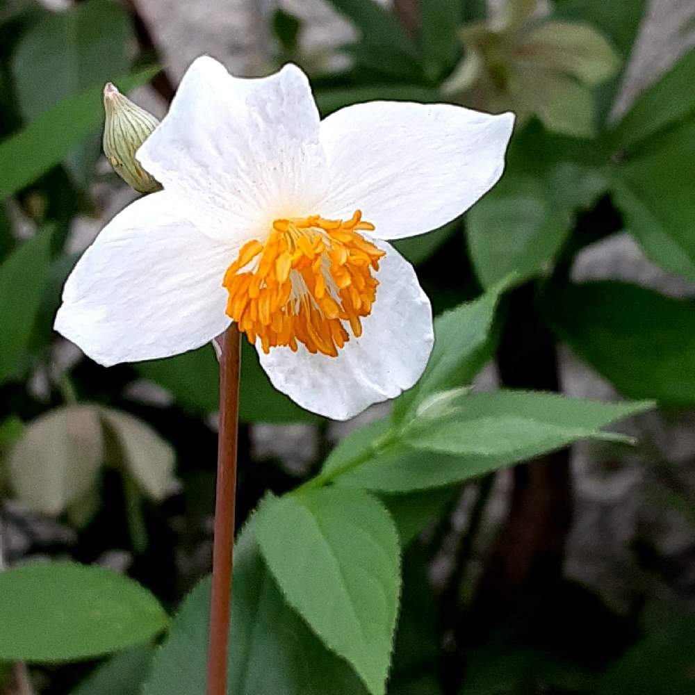 シラユキゲシの投稿画像 By デルフィニウムさん 春だね と山野草 21月4月6日 Greensnap グリーンスナップ