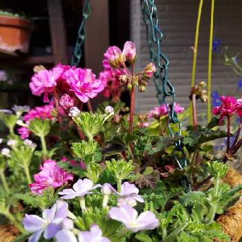 イングリッシュゼラニウムの投稿画像一覧 Greensnap グリーンスナップ