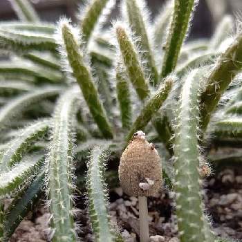 リプサリス ホリダの投稿画像一覧 Greensnap グリーンスナップ