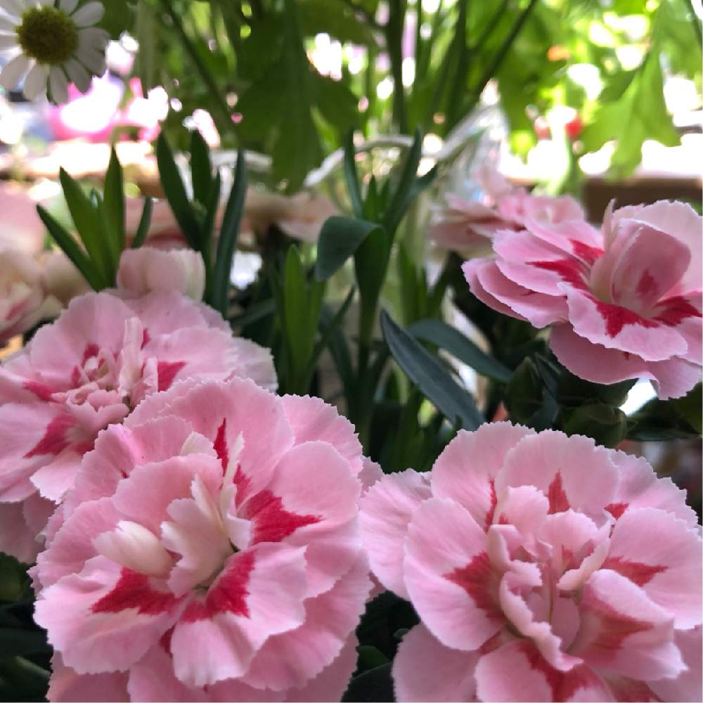 玄関の投稿画像 By Momonokoさん カーネーションオスカーとカーネーション とピンクの花と花のある暮らしと癒しのひと時とカーネーションオスカーと カーネーション とピンクの花と花のある暮らしと癒しのひと時 21月4月6日 Greensnap グリーンスナップ