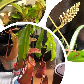 食虫植物 ウツボカズラの画像 by オカピさん | 窓辺とネペンテスと福岡と観葉植物と食虫植物とネペンテス属と食虫植物のある暮らしとつぼみと食虫植物 ウツボカズラ