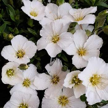 アレナリア モンタナの投稿画像一覧 Greensnap グリーンスナップ