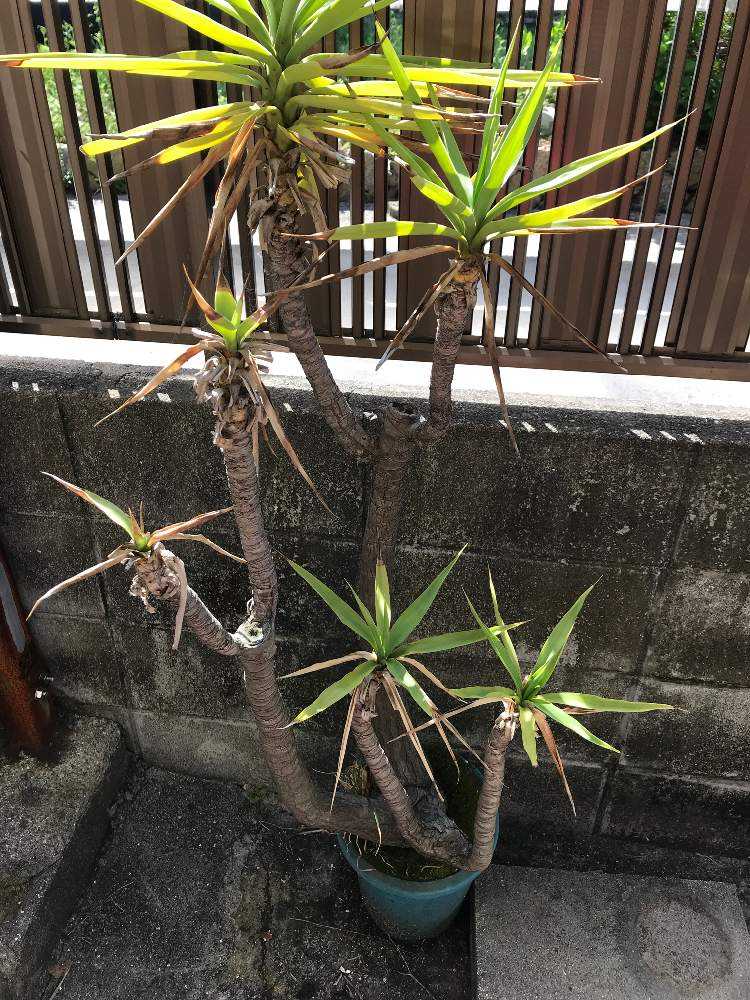 ユッカ植替え観察 Greensnap グリーンスナップ