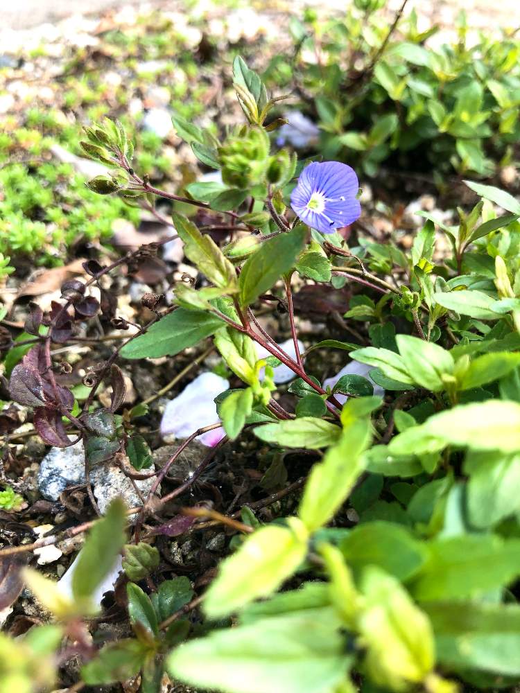 ベロニカ オックスフォードブルーの投稿画像 By Kazuさん 小さな花とグランドカバーと青い花 21月4月6日 Greensnap グリーンスナップ