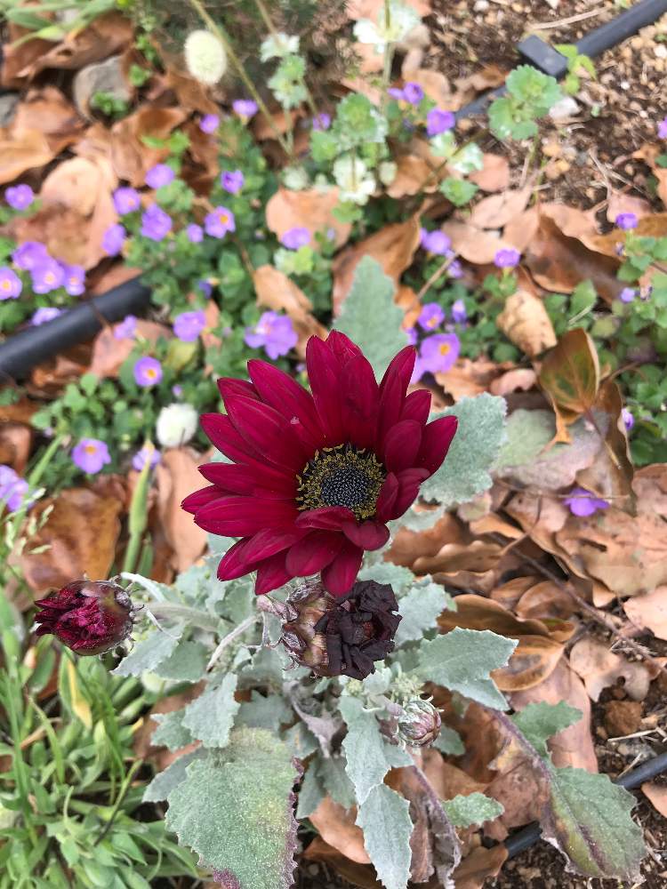 ガイラルディアの投稿画像 By ともぴーさん 21月4月6日 Greensnap グリーンスナップ