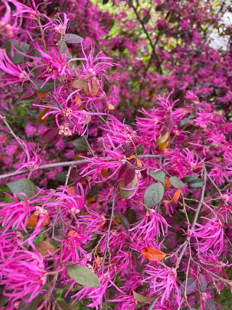 ベニバナトキワマンサクの投稿画像 By ゆーさん 21月4月6日 Greensnap グリーンスナップ