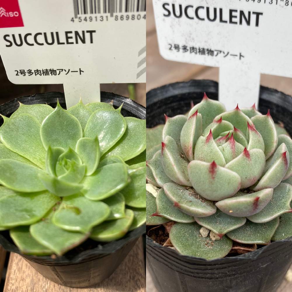 Daiso産エケベリアの投稿画像 By サニーさん 多肉植物とエケベリア属と多肉女子と多肉初心者とダイソー産とバルコニー ベランダとダイソーと多肉植物と エケベリア属と多肉女子と多肉初心者とダイソー産とダイソー 21月4月6日 Greensnap グリーンスナップ