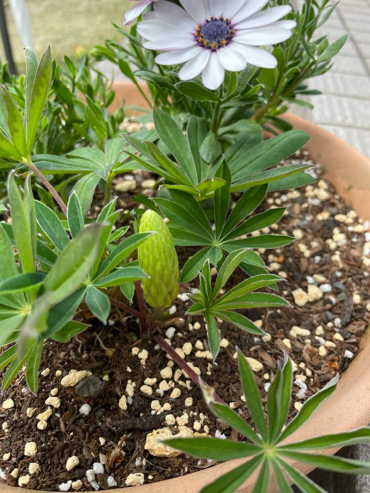 ルピナスの投稿画像 By のんちゃんさん 寄せ植えとおうち園芸とお花と緑のある生活と新芽 21月4月6日 Greensnap グリーンスナップ