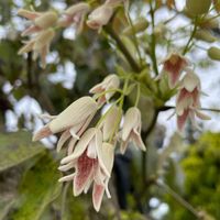 ムベ,花壇,ガーデニング,山野草,果樹の画像