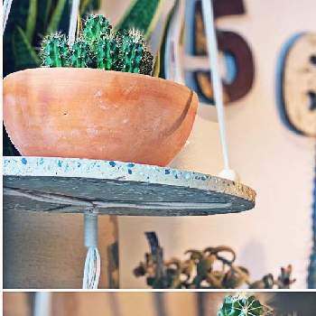 3キロ太ったわの投稿画像一覧 Greensnap グリーンスナップ