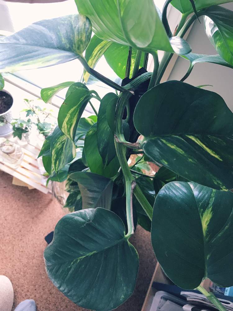 ポトスの投稿画像 By モンブルーさん 相談とポトスが伸びすぎたら 21月4月6日 Greensnap グリーンスナップ