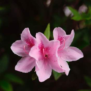 ウチの庭で撮影の画像 by Knack 555さん | 小さな庭と躑躅(つつじ)と躑躅の花とウチの庭で撮影と花が咲く笑顔咲く PWフォトコン2021~キュン♡した瞬間部門~