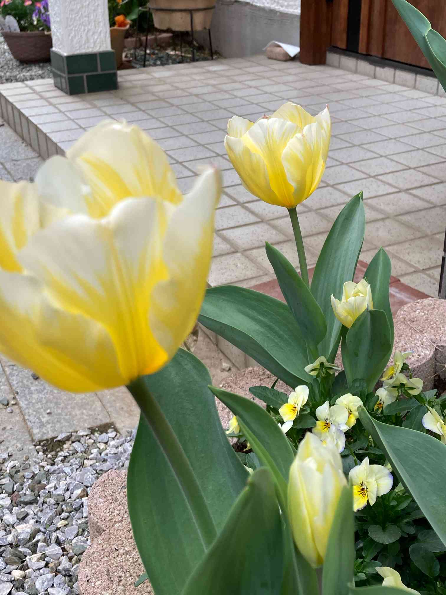 最終値下げ】スワロフスキー 花 イエローチューリップ 黄 大