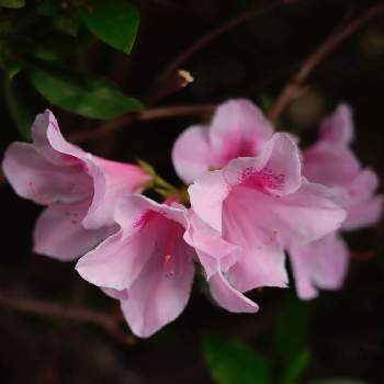 躑躅の花の画像 by Knack 555さん | 小さな庭と躑躅(つつじ)と躑躅の花とウチの庭で撮影と花が咲く笑顔咲く PWフォトコン2021~キュン♡した瞬間部門~