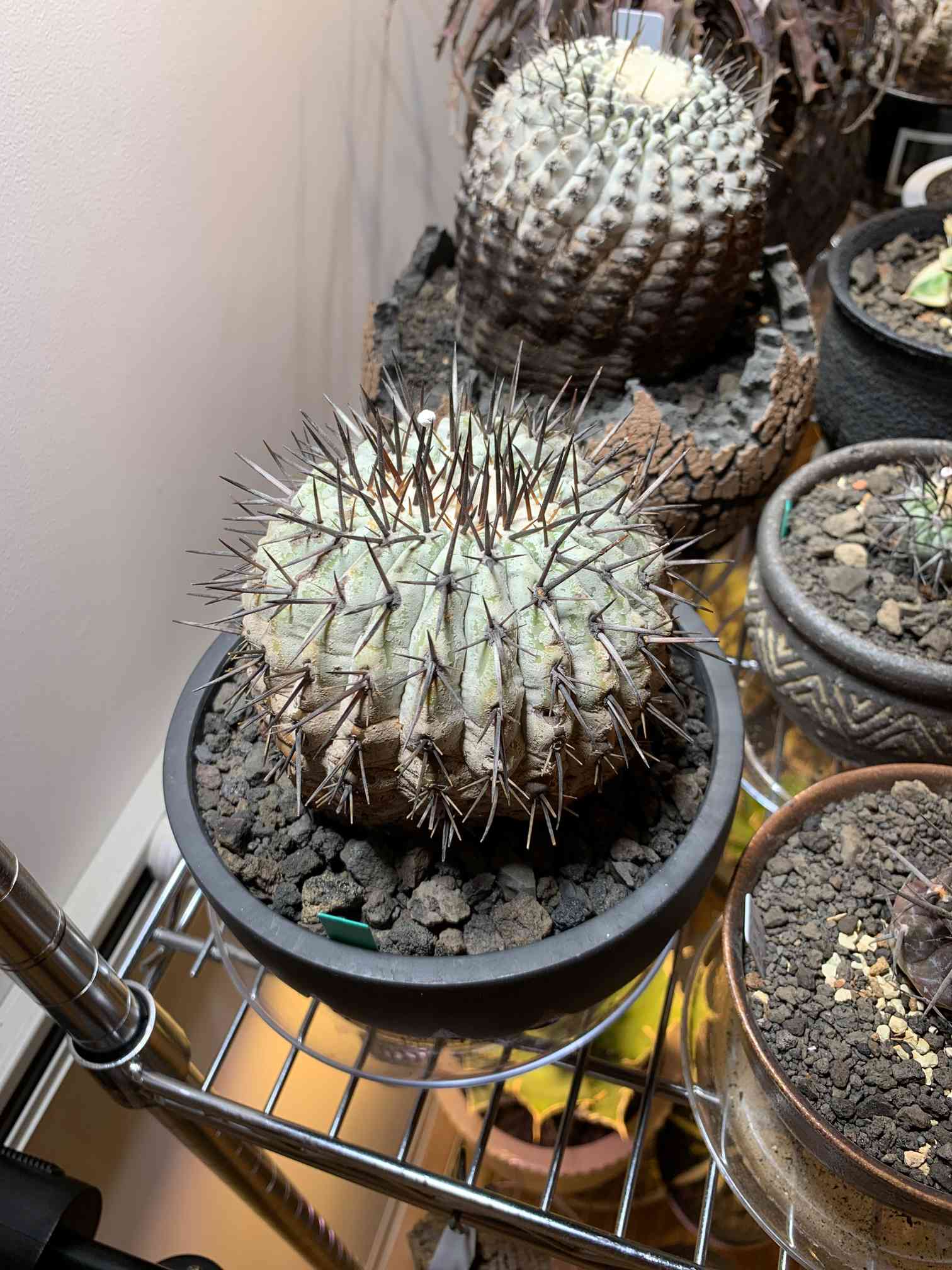 コピアポア 黒王丸 現地株 Copiapoa cinerea高さ8cm