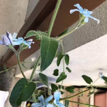 ブルースター オキシペタラム の育て方 種まきや挿し木 水やりの方法は Greensnap グリーンスナップ