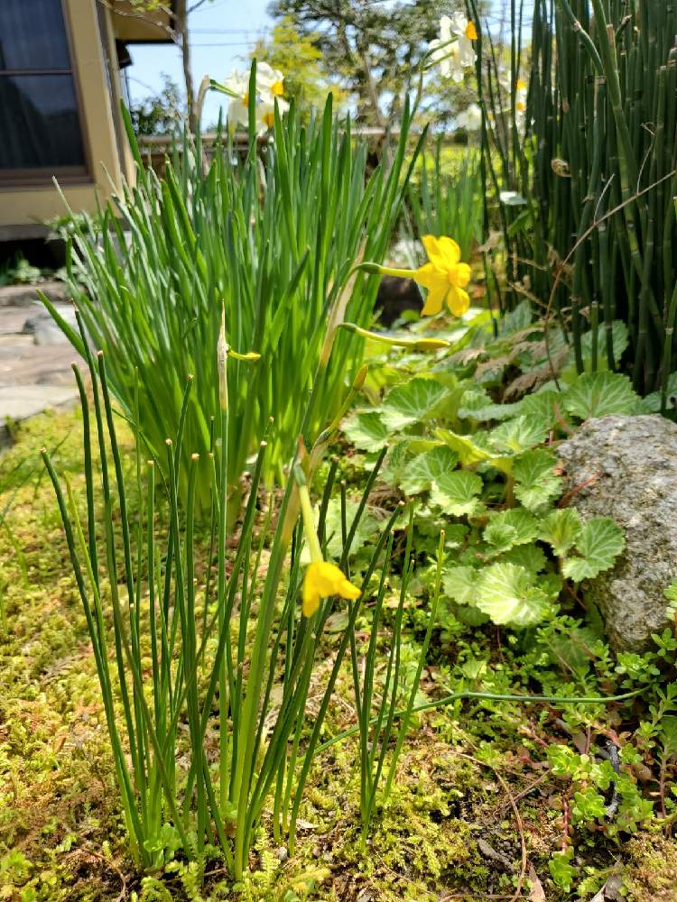 トクサの投稿画像 By ユカリさん ニホンスイセンとハルユキノシタと水仙 イトスイセン と和風の庭と母の庭 21月4月6日 Greensnap グリーンスナップ