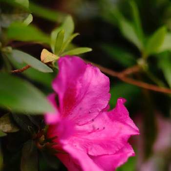 躑躅の花の画像 by Knack 555さん | 小さな庭と花が咲く笑顔咲く PWフォトコン2021~キュン♡した瞬間部門~とつつじ♡と躑躅の花と躑躅(つつじ)とウチの庭で撮影