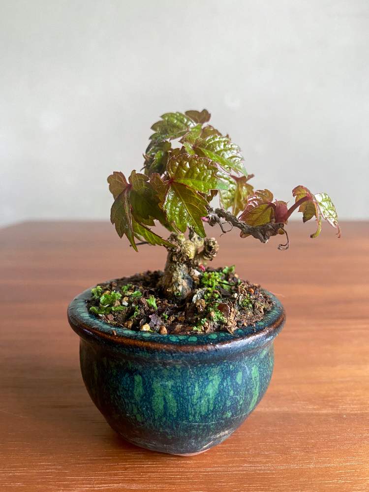 山つたの投稿画像 By 一葉さん 植物のある暮らしと盆栽鉢とブドウ科とno Green No Lifeとおうち園芸と山蔦とミニ盆栽と小品盆栽 と蔓性落葉樹と豆盆栽と盆栽 21月4月6日 Greensnap グリーンスナップ 山つたの投稿画像 By 一葉さん 植物のある暮らしと盆栽鉢とブドウ科とno Green No Lifeとおうち園芸と山蔦とミニ盆栽と小品盆栽 と蔓性落葉樹と豆盆栽と盆栽 21月4月6日 Greensnap グリーンスナップ