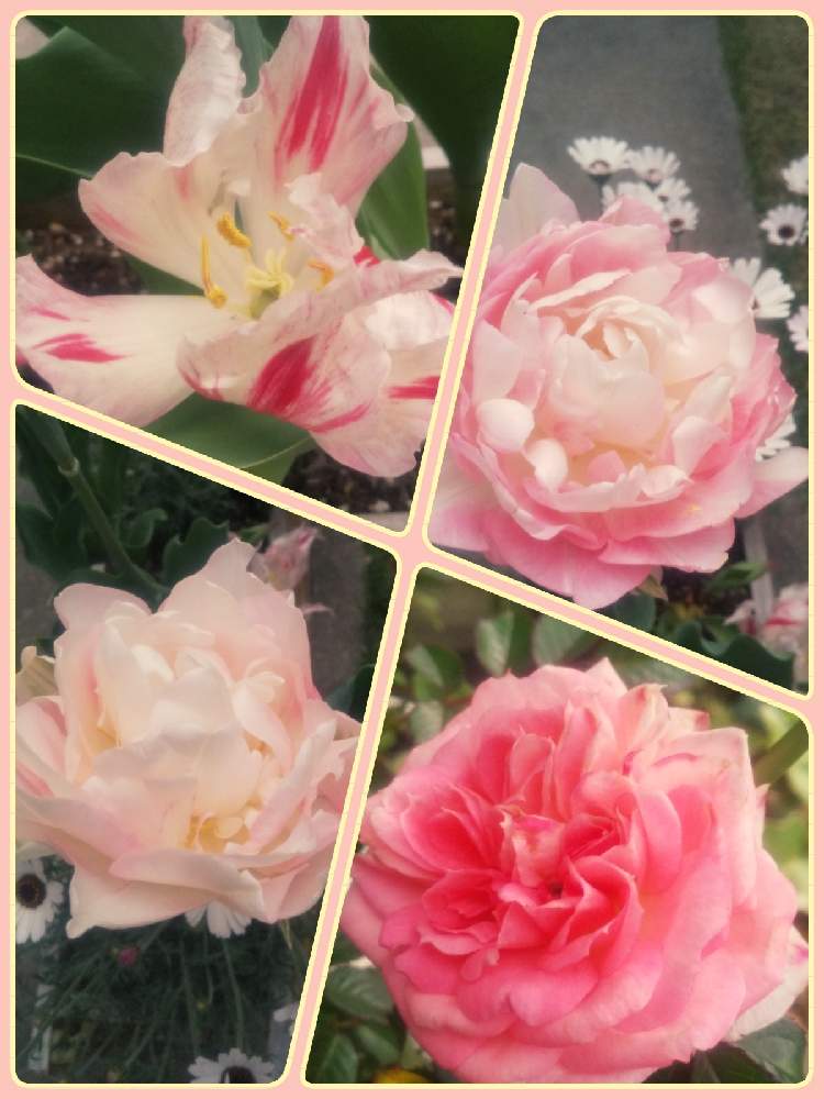 チューリップの投稿画像 By ゆみゅさん ミニバラとローダンセマム エルフピンクと八重咲きチューリップと八重咲きチューリップとバラ 薔薇 ばら と百合咲マリリンチューリップとみるぴんと薔薇 バラ ばらと華やかとおうち園芸とはるが来た とはると花のある暮らしと