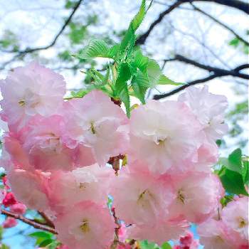 松月桜の画像 by おんぷ♪さん | 松月桜とキュンキュン乙女倶楽部とお花に癒されてとさくら 桜 サクラとバラと夢CLUBと✿お花見✿とチーム☆YOKOHAMA☆と花のある暮らしとiPhone撮影と『2021桜』フォトコンテスト