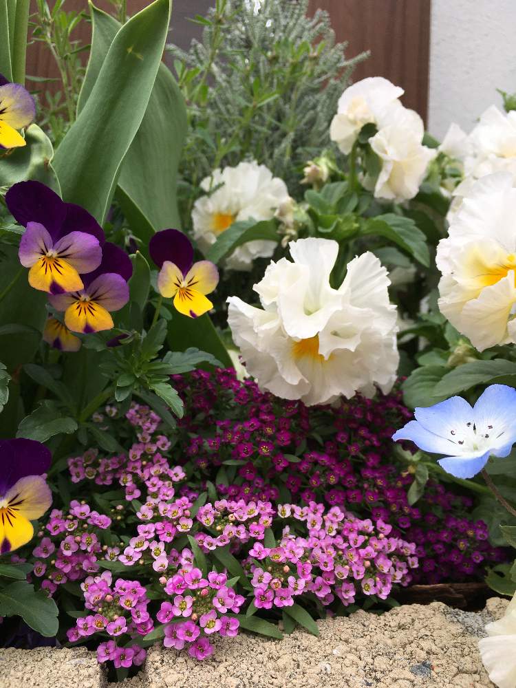 アリッサムの投稿画像 By わわさん ネモフィラとパンジーとビオラと大人っぽいとフリルと花が咲く笑顔咲く Pwフォトコン21 キュン した瞬間部門 と風に揺れると色の変化と不思議の国のアリスと白い花と小さな花と紫の花 21月4月6日 Greensnap グリーンスナップ