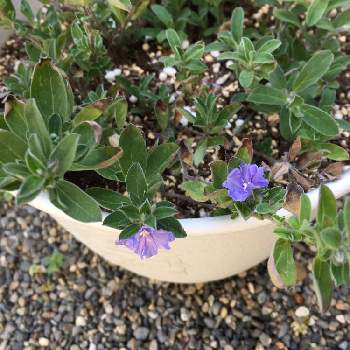 アメリカンブルーの育て方 冬越しや挿し木のコツは Greensnap グリーンスナップ