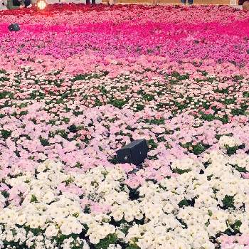 横浜みなとみらい赤レンガ倉庫の投稿画像一覧 Greensnap グリーンスナップ