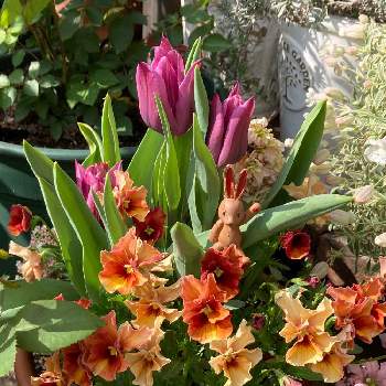 チューリップ寄せ植えの投稿画像一覧 Greensnap グリーンスナップ