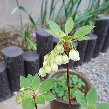 ワレモコウ 吾亦紅 の育て方 植え付け時期や増やし方は Greensnap グリーンスナップ