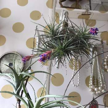 チランジアクランプの画像 by beeさん | チランジアクランプと赤い花序とブロメリアとチランジア　ウィナーズサークルとチランジアの花とエアープランツ/チランジア