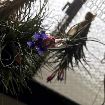チランジアクランプの画像 by beeさん | 窓辺とチランジアクランプと赤い花序とチランジア　アエラントスとチランジアの花とエアープランツ/チランジア
