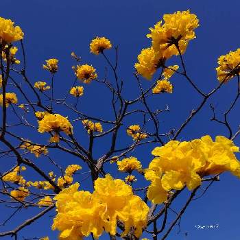 イペーの花の投稿画像一覧 Greensnap グリーンスナップ