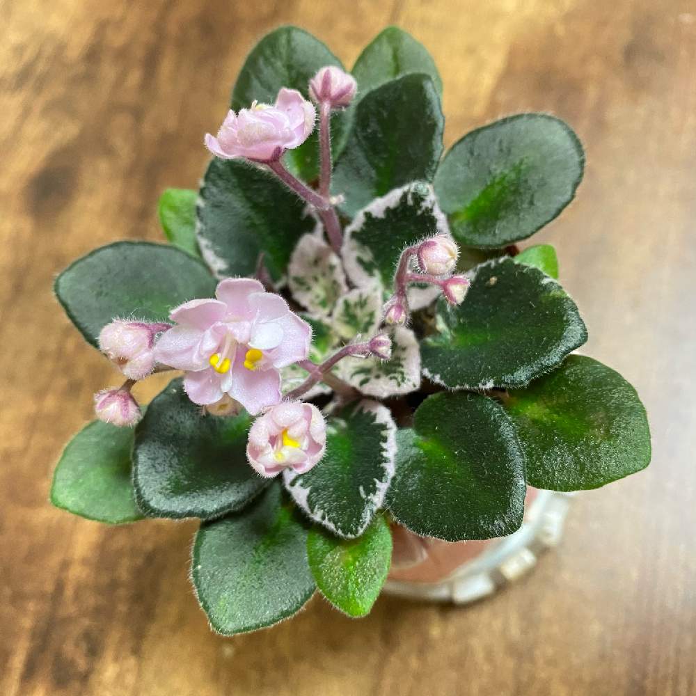 セントポーリアの投稿画像 By なっちさん 鉢植えとおうち園芸 21月4月6日 Greensnap グリーンスナップ