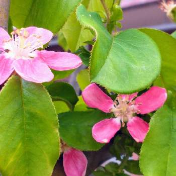 カリンの花の投稿画像一覧 Greensnap グリーンスナップ