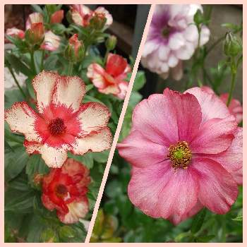 ラナンキュラス ラックス テセウスの投稿画像一覧 Greensnap グリーンスナップ