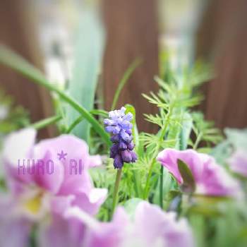ムスカリ ラティフォリウムの画像 by Kuro*riさん | 小さな庭とムスカリ ラティフォリウムとぞうさん ビオラと『秋植え球根2021』フォトコンテストと開花と春のお花と ムスカリとkuro*riの裏メイン花壇とGS映えとナチュラルライフと小さな幸せ♡とズボラガーデナーと植物がある暮らしとナチュラルスタイルと花も多肉も好き
