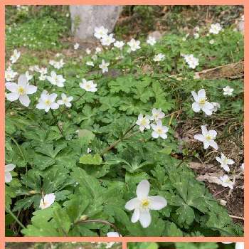 昔からあるものの投稿画像一覧 Greensnap グリーンスナップ