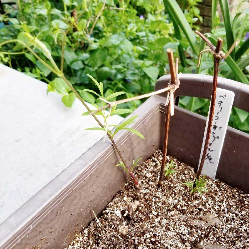 🌱挿し芽&挿し木🌱でふやそう🙋｜🍀GreenSnap（グリーンスナップ）