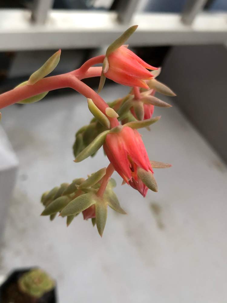 リンゴスターの投稿画像 By えむさん 花芽と多肉植物と開花と今日の植物と今日のお花と多肉女子と花のある暮らしと今日の多肉とようやく 21月4月6日 Greensnap グリーンスナップ