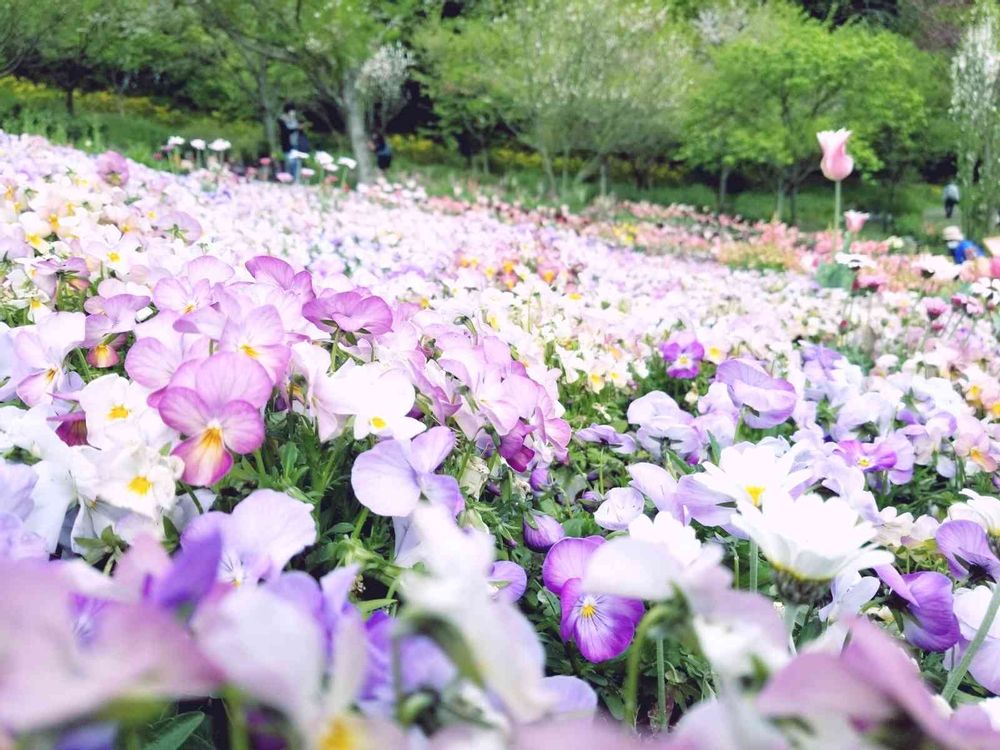 エリィさんの里山ガーデン（大花壇）への投稿