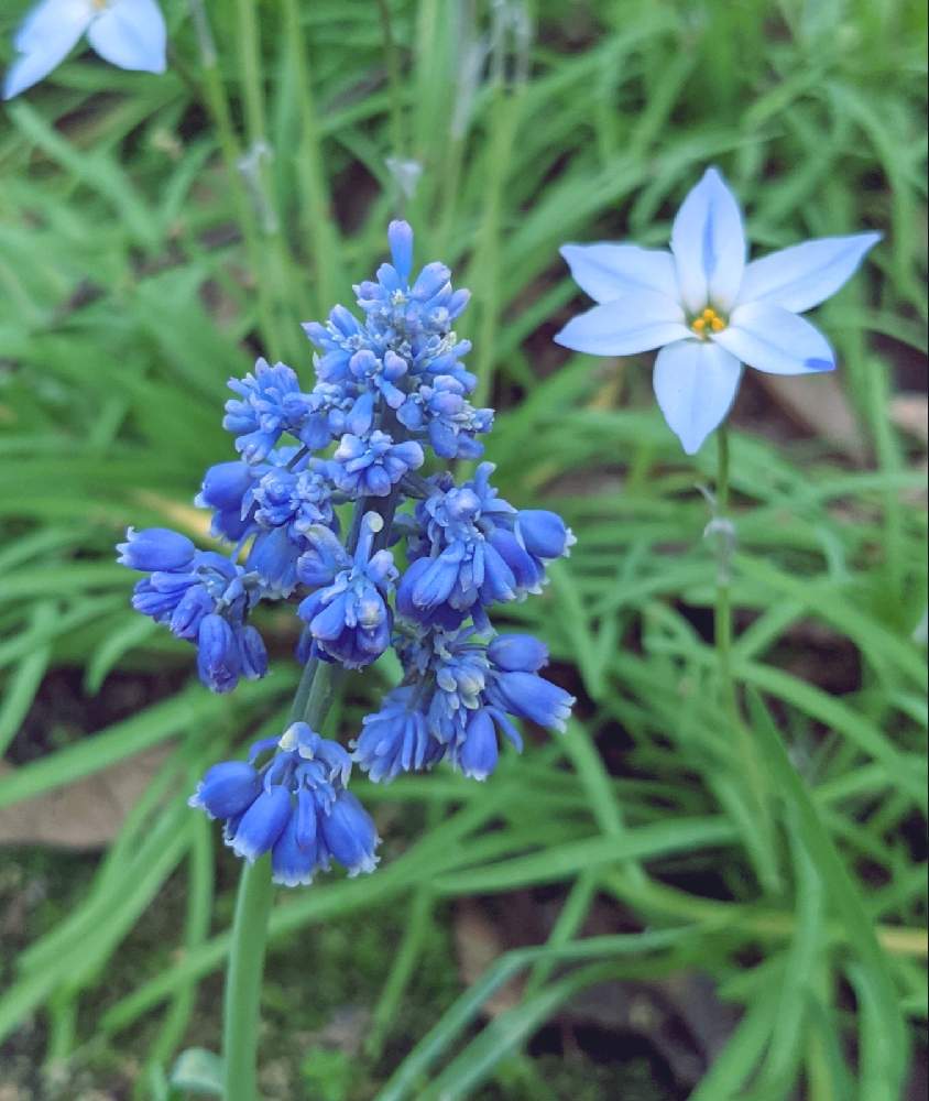 ハナニラの投稿画像 By ジュリアーノさん ムスカリとムスカリブルースパイクと春よ来い 早く来いと青い小さな花マニアと青い花と春の訪れと青紫の花と青い花マニアとチーム ブルーとチームブルーno 086とブルースパイクとムスカリ ブルースパイク 21月4月6日