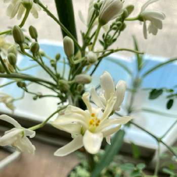 モリンガを育ててますの投稿画像一覧 Greensnap グリーンスナップ モリンガを育ててますの投稿画像一覧 Greensnap グリーンスナップ